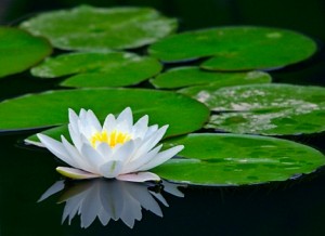 hardy-water-lily-2